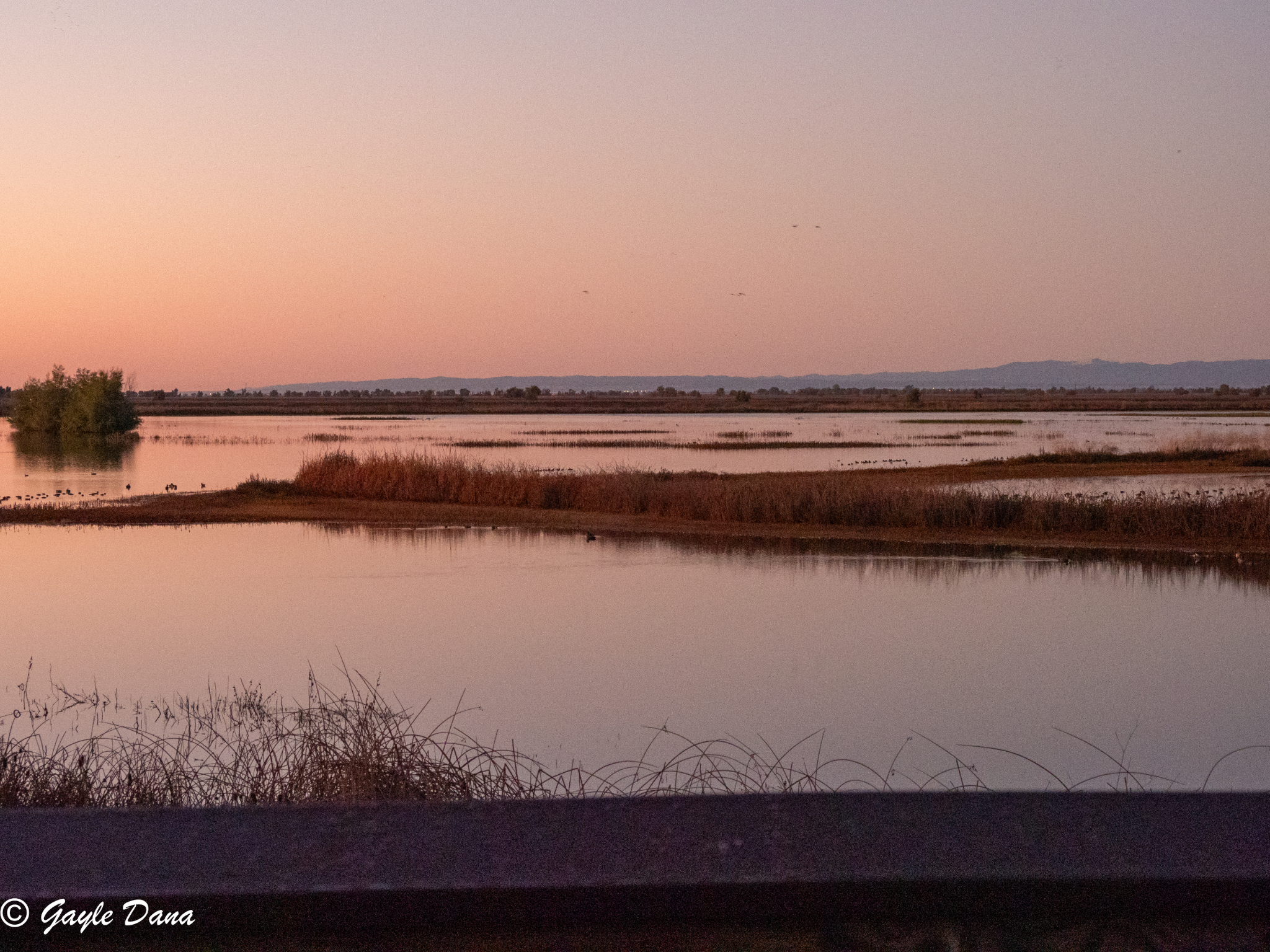 Sacramento Wildlife Refuge at dawn